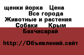 щенки йорка › Цена ­ 15 000 - Все города Животные и растения » Собаки   . Крым,Бахчисарай